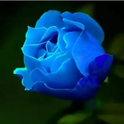 一曲秋天的玫瑰,伴随11种深情的祝福,让人泪满面
