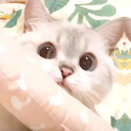 治愈萌宠动物头像盛意以江河江河不及你
