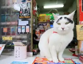 香港这家便利店的店长,靠着腮帮子走红了
