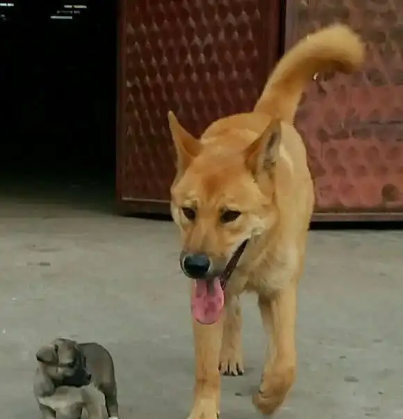 主人外出旅游将狗狗母子直接丢弃大街,看到这一幕掉下了眼泪
