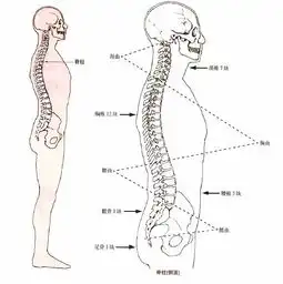 肚子小一圈竟然是吃了这个家家都有比抽脂强百倍
