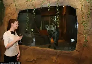 澳大利亚动物园开旅馆可与狮子共进晚餐
