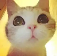 猫咪头像呆萌大全集猫咪也会变逗比
