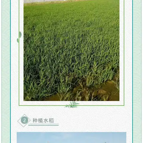 四村优质绿色原生态大米
