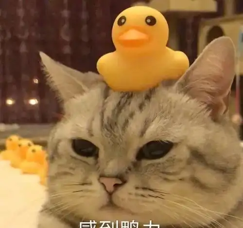 如何科学惩罚猫咪这3招赶快学起来
