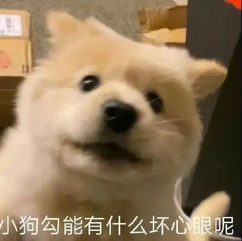 表情包只想做你一个人的舔狗
