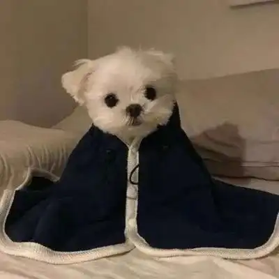 头像舍2021最新微信可爱小猫小狗头像小猫卖萌微信头像
