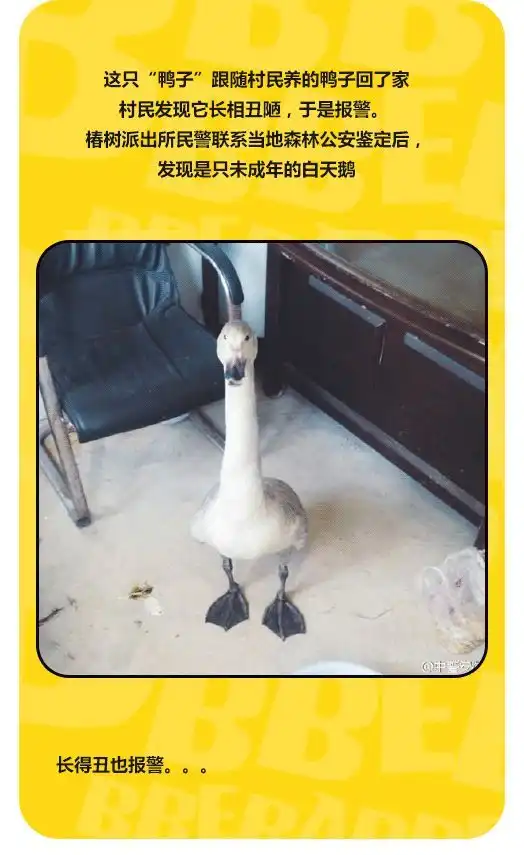 为什么抖音上那么多漂亮的小姐姐天天炫富,还要人打钱呢
