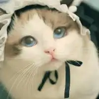 布偶猫头像图片大全微信头像图片大全
