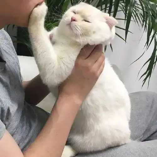 吸猫失败案例,猫猫想要亲我可没那么容易
