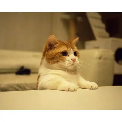 其实,猫咪也会撒娇
