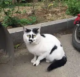 中华田园猫的颜值可以多低
