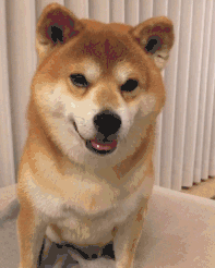 刘昊然撞脸柴犬领衔贵圈奶狗系男星
