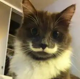 这只可爱的喵喵叫hamilton,它天生就长着漂亮的白色胡纸
