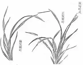 初学者怎样取法芥子园,画兰花层次法画心法双钩法赶紧学
