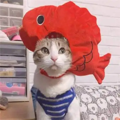 猫咪情侣头像一对两张有点搞笑的小猫咪
