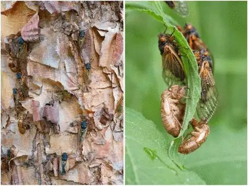 300亿只知了猴,在美国泛滥成灾,在我国卖2元一只,还抢着要
