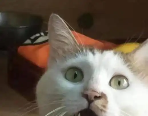 在广州开小卖部让猫咪帮忙看店,你可能会遇到这些情况
