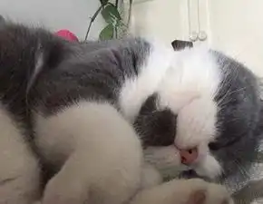 蓝白猫有几种情况是会掉毛的,什么原因导致蓝白猫掉毛
