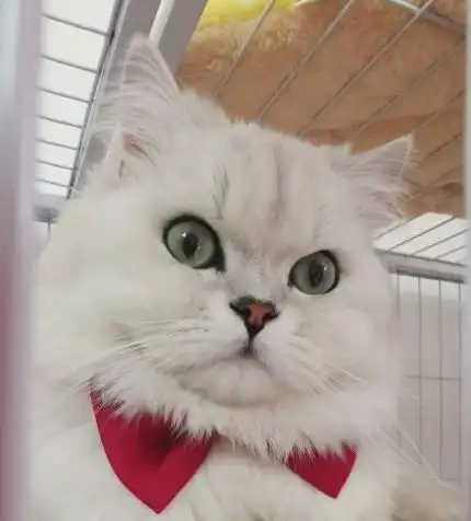 猫咪一般不睡猫窝,它们更喜欢这几个地方,最后一个表明它很爱你

