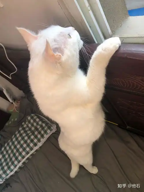 6个月小猫咪喜欢在床上拉粑粑怎么办
