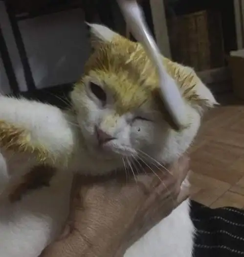 女孩用姜黄给猫咪治猫藓,结果白猫变成皮卡丘
