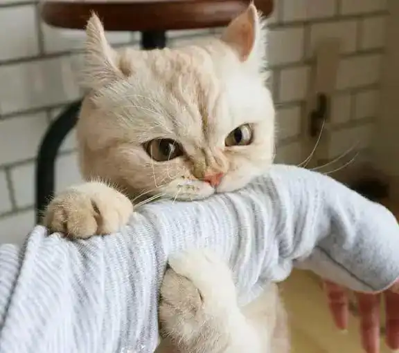 猫咪把你当什么看它的这些行为,就知道了

