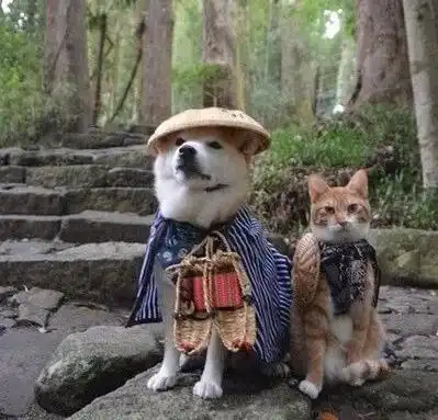 我从没想过,一只跟狗长大的猫能如此的听话
