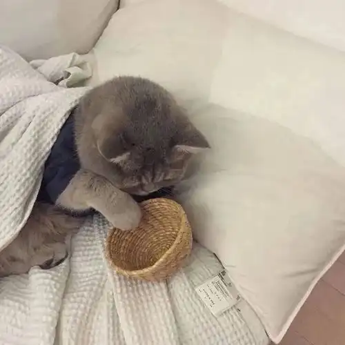 小众随心杂集
