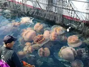 臻迪百科006越前水母一度春秋知生死,海下巨兽饕餮宴
