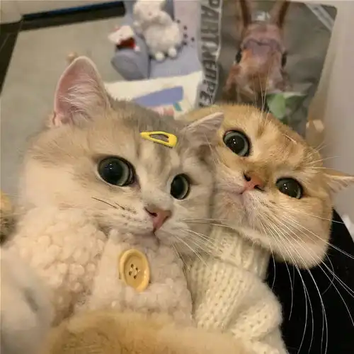 甜甜的恋爱来了情头4
