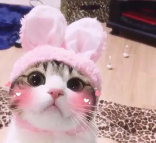 情侣头像可爱的它,送给心爱的你,愿你看到它时便想起我
