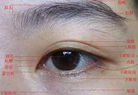 不会画眼睛从素描到动漫风,多种风格素材,不怕你学不会
