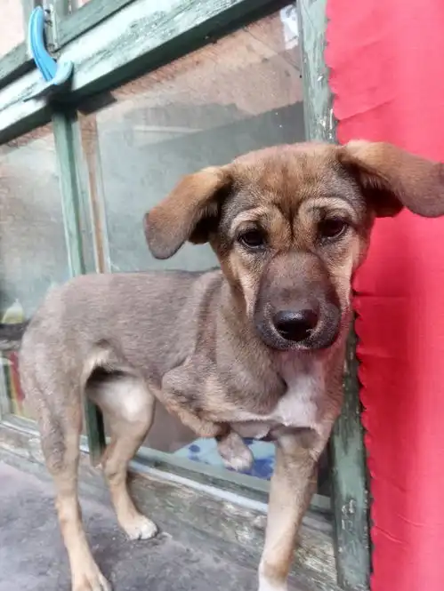 小奶狗一条腿先天残废被丢在雨里,男孩带回家后狗狗过上幸福生活
