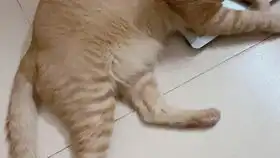猫咪摇尾巴
