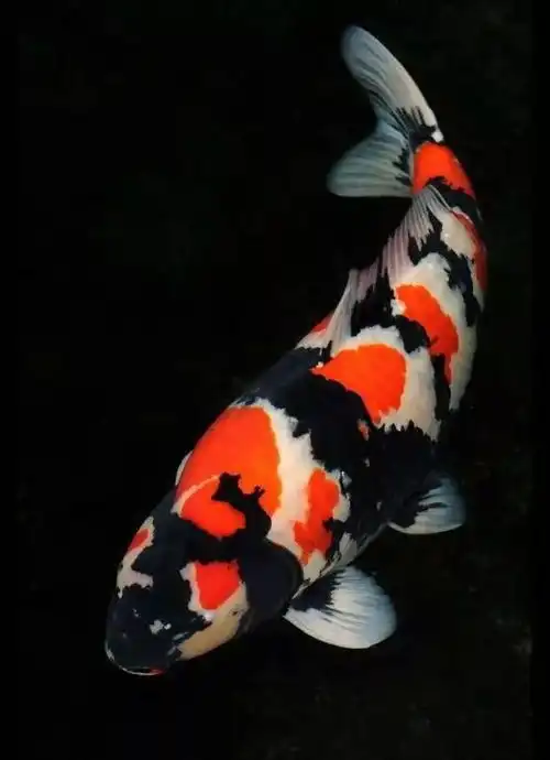 冬至,送你一组转运锦鲤图,祝你时来运转
