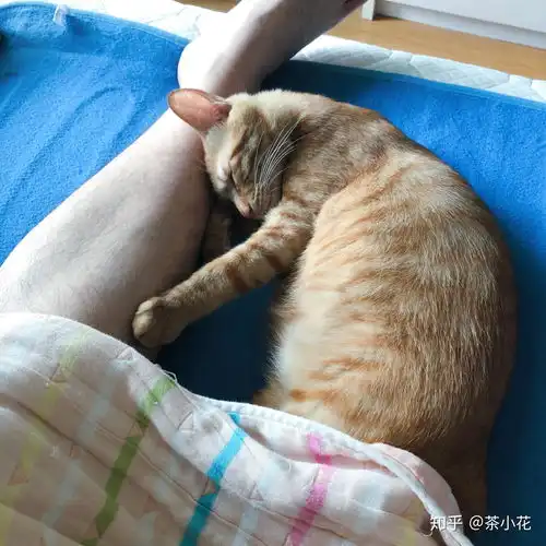 小猫咪自己一个猫在家久了会孤独吗
