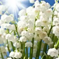 铃兰花图片头像一束铃兰花唯美头像
