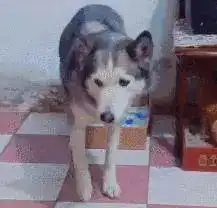 哈士奇以为自己是只猫,专挑纸箱子做窝
