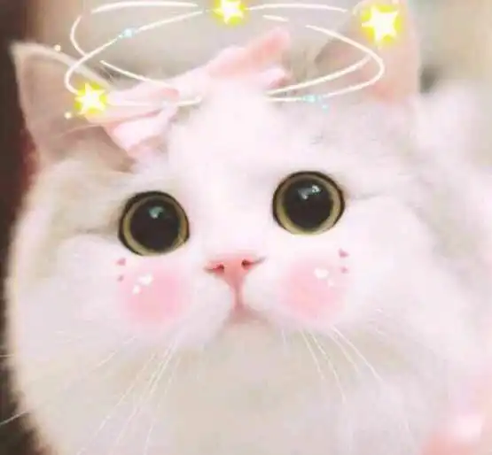 猫咪夏天意外死亡手册
