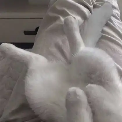 宠物头像可爱图片,最适合爱狗爱猫的人士了
