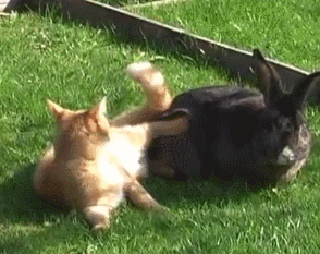 老远看见橘猫和兔子在晒太阳,随后却满脸问号这是干啥呢
