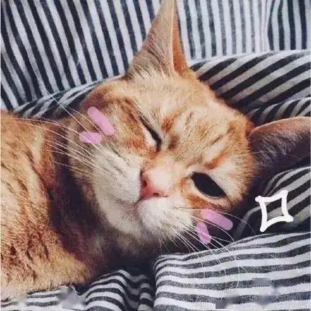 一批阔耐萌宠头像
