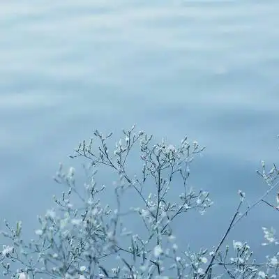 满天星头像高清图片唯美满天星微信头像花束图片
