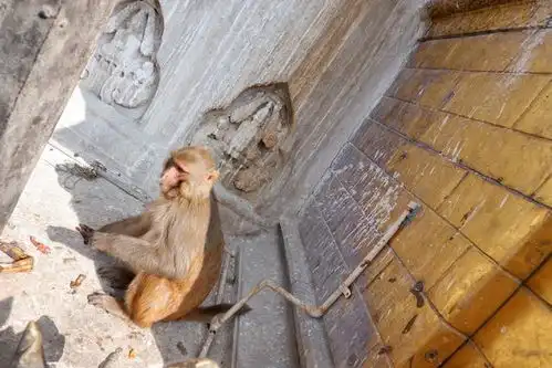 寺庙成了花果山,猴子在这里称大王,游客食物统统被抢夺
