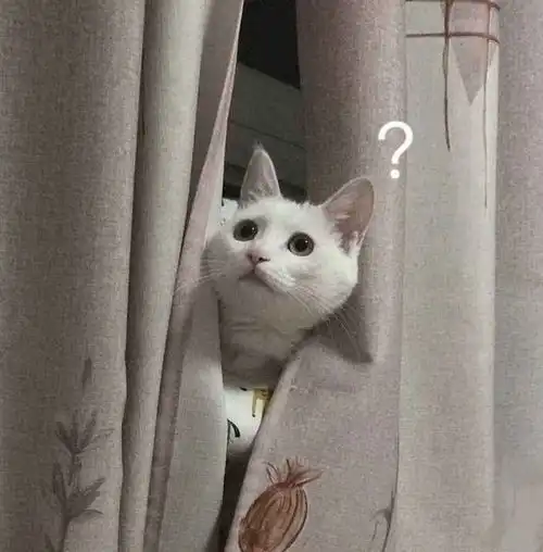 妈敢把猫带回家我就给你扔了结果却把我赶出家门桌子馆子饭菜厨房网易订阅
