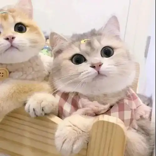 情侣头像超可爱的猫猫情头
