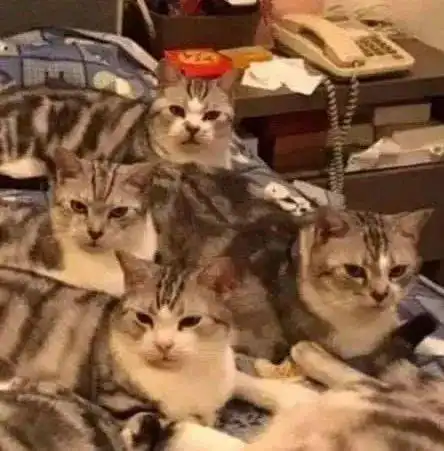 天一冷床上就铺满了猫,而主人只能睡地板
