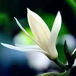 嗯,你从花市买回来的,不一定是花
