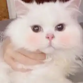 敲可爱猫咪头像可爱温暖治愈
